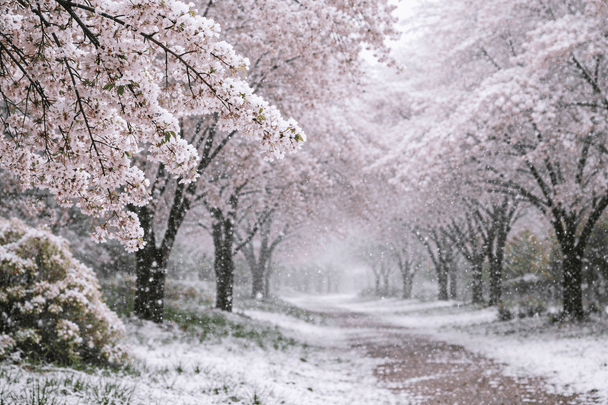 Україну накриває ще один сплеск стихії: синоптики попереджають про сніг та рекордні для квітня "мінуси"