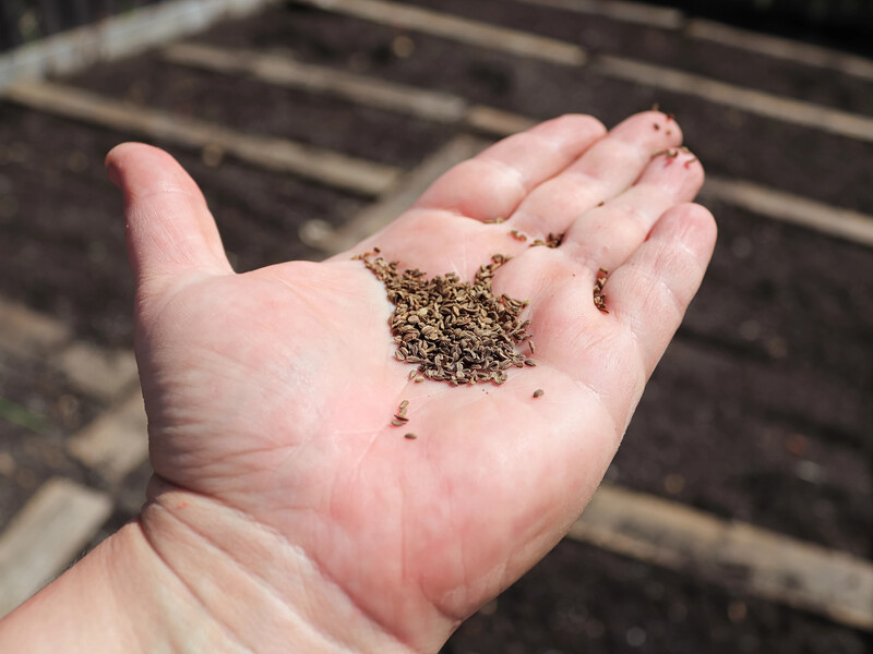 Дрібне насіння моркви посіється рівномірно, якщо використати цю вторсировину. Лайфхак