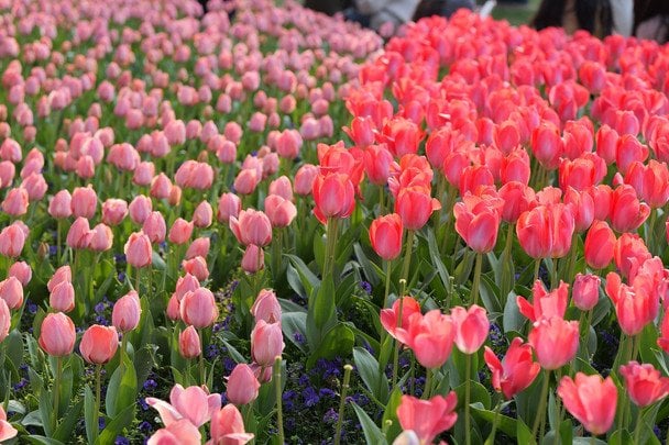 Тюльпани ростуть, але не цвітуть: що робити