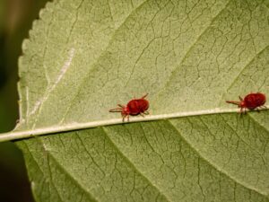 Два способи боротьби з кліщами на ділянці. Коли обробляти територію?