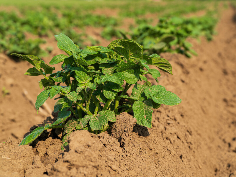 За п'ять днів після саджання картоплі посипте цим ділянку – і не доведеться полоти бур'яни