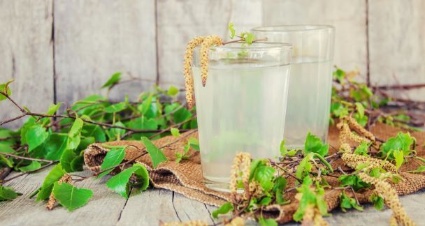 Березовий сік: як правильно збирати та рецепти приготування