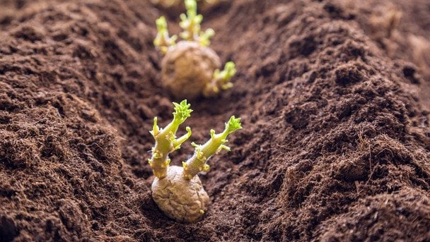 Коли садити картоплю за місячним календарем у квітні 2026 року