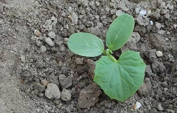 Коли сіяти огірки у відкритий ґрунт: орієнтуємось на погодні умови, народні прикмети, місячний календар