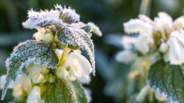 Україну накриє аномальна холоднеча: синоптики попередили про морози до -4