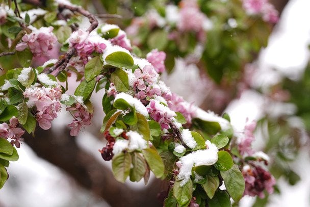 До України знову сунуть сильні заморозки: де і коли суттєво опуститься температура