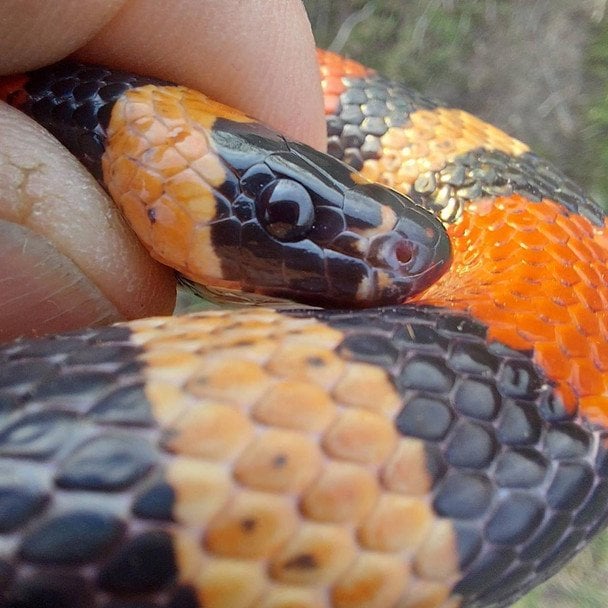 Екзотичну змію знайшли у пральній машині в Харкові (фото)