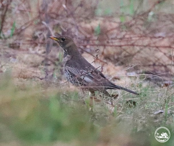 Рідкісний птах у Чорнобильській зоні: на Київщині вперше за 50 років помітили дрозда гірського Рідкісний птах у Чорнобильській зоні: на Київщині вперше за 50 років помітили дрозда гірського