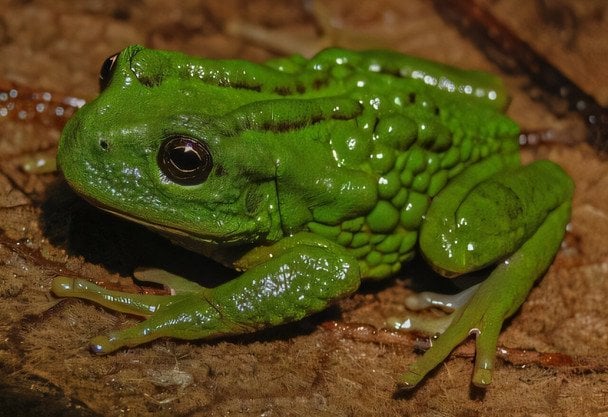 Вирощує потомство на спині: вчені відкрили нову жабу з унікальною сумкою