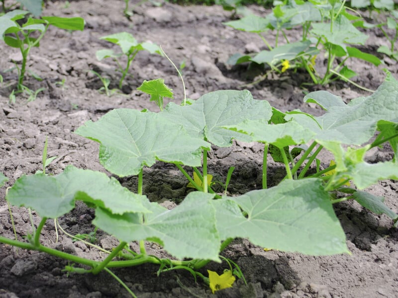 Розчиніть у воді лише дві краплі цього аптечного препарату – і виросте тонна огірків