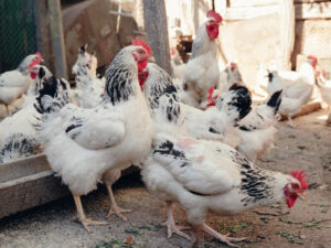 "Додайте це до борошна й покладіть у курник". П'ять причин, через які кури клюють яйця. Шляхи вирішення проблеми