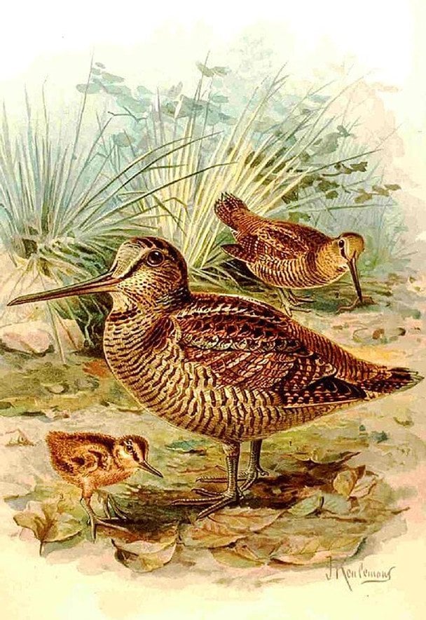 Птах, який майже повзе в повітрі — вчені назвали найповільнішого на планеті (фото)