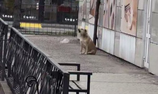 Після хвилини мовчання: Мережу замилували кадри, на яких собака "підспівує" гімн України