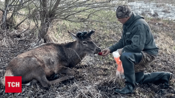 Борис зник: що відомо про життя найвідомішого оленя України після ДТП