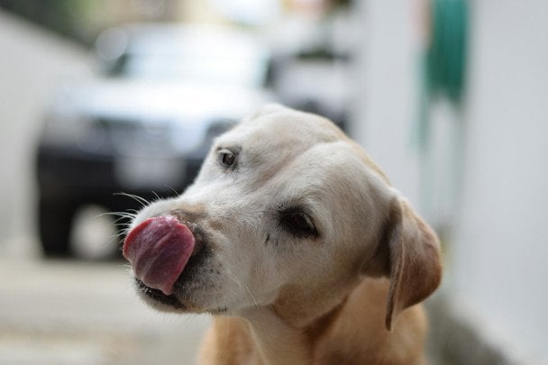 Чому собаки нахиляють голову: вчені пояснили, що це означає насправді