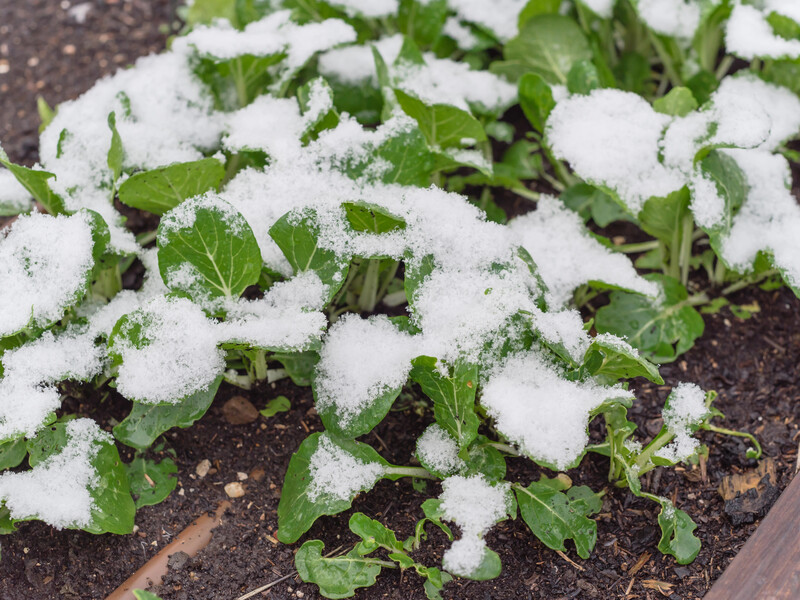 Зробіть це за 10 годин до заморозків – і рослини не загинуть. Секретний метод досвідчених дачників