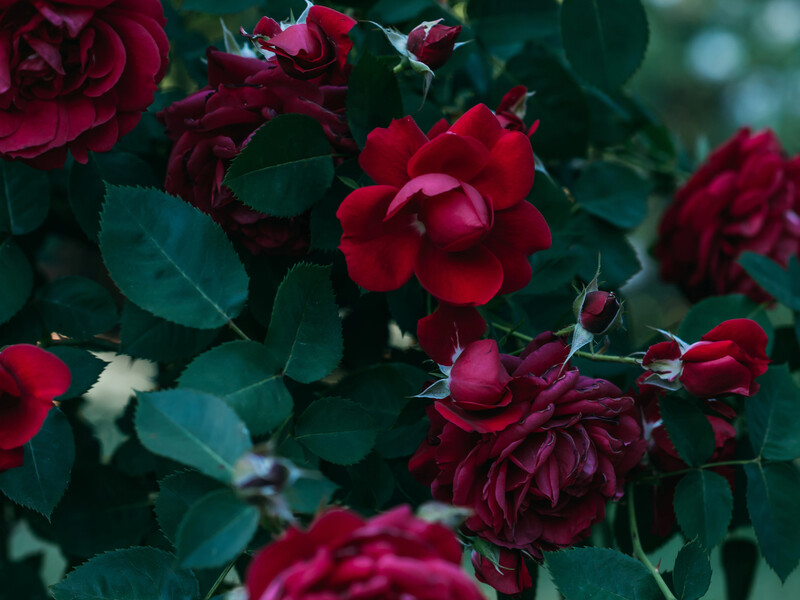 Троянди, еустоми й інші квіти. Що не варто висаджувати на цвинтарі