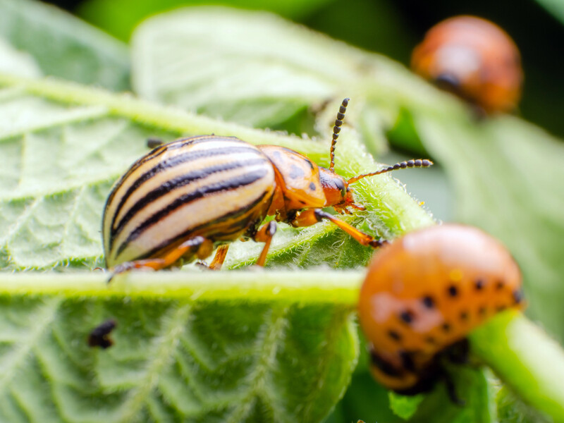 Чотири рослини захистять від колорадського жука. Посадіть їх біля картоплі Чотири рослини захистять від колорадського жука. Посадіть їх біля картоплі