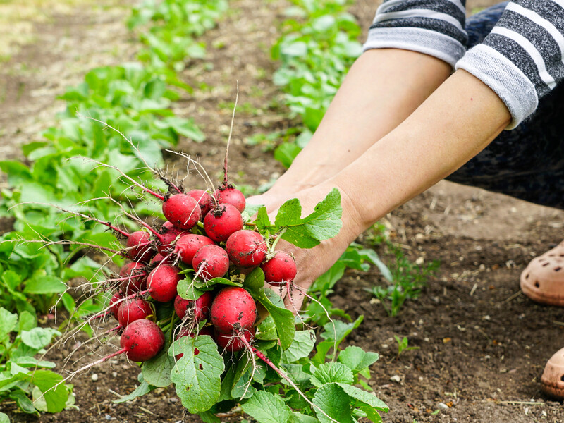 Редиска потріскається, якщо зробити цю помилку. Елементарне правило врятує врожай