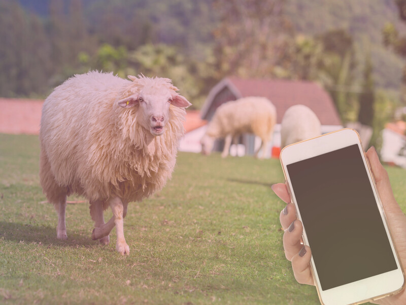 Миші зі сходу проти котів у Нацгвардії. Найкращі приколи, на які багато хто купився 1 квітня