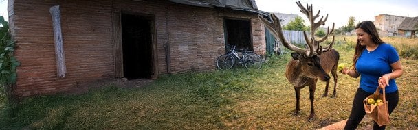 Куди зник зірка Мережі олень Борис: опікун розкрив перші подробиці про його нове місце