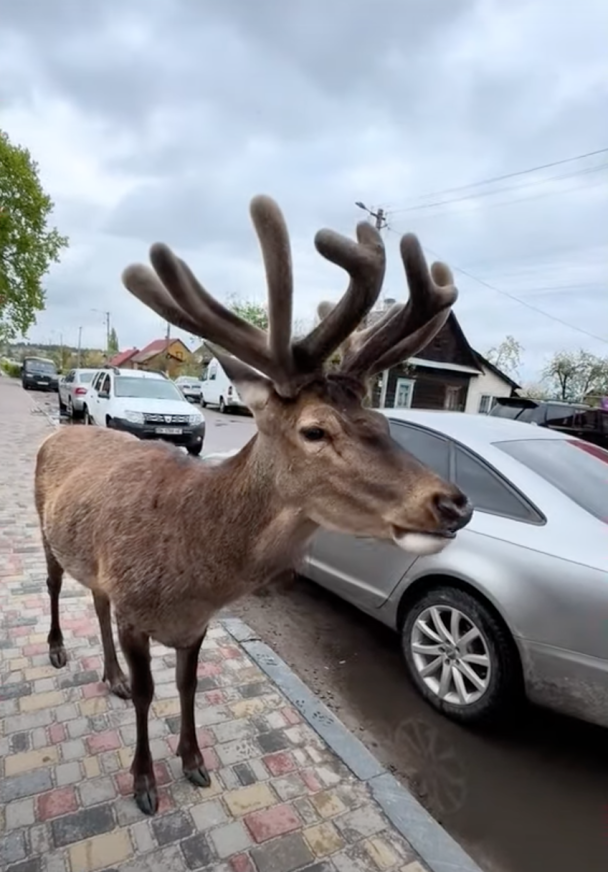 Збила відомого на всю Україну оленя і втекла: стало відомо, як покарали кривдницю Бориса