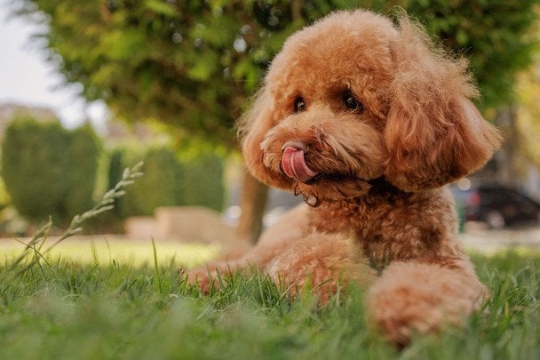 Кімнатні рослини для дому з котами і собаками: що не зашкодить улюбленцям Кімнатні рослини для дому з котами і собаками: що не зашкодить улюбленцям
