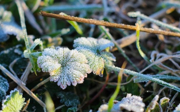 Заморозки вдарять по Україні перед святами: в яких областях чекати на "мінус"