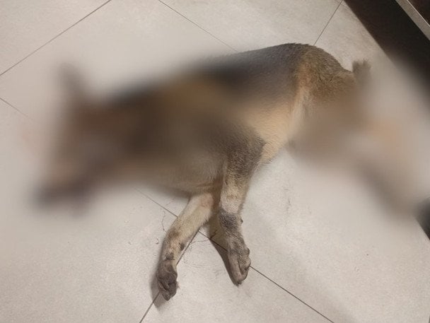 Вбивство собаки у супермаркеті Гостомеля: з'явилися відео з камер та нові подробиці