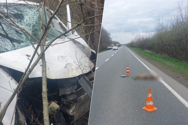Смертельна ДТП на Коломийщині: водій загинув після наїзду на козулю