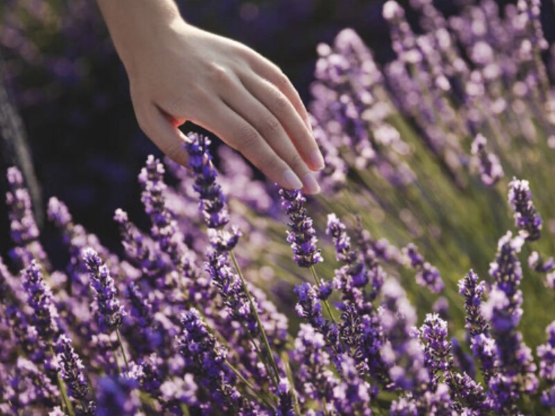 П’ять рослин, які обрізають у квітні, – помилка може коштувати вам пишного цвітіння