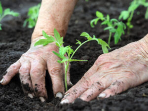 Чотири найкращі способи підживити розсаду томатів навесні