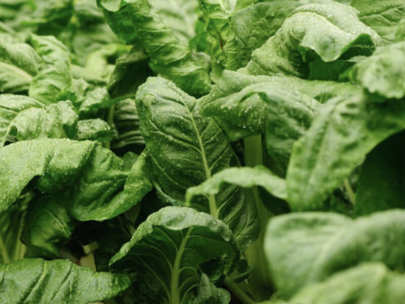 Цей овоч є найкращим сусідом для шпинату – чотири причини садити їх разом