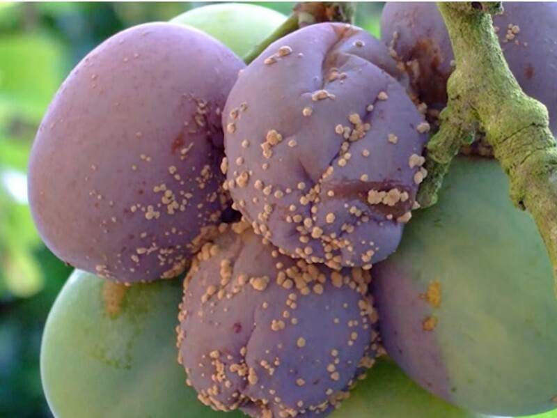 Плоди згниють просто на гілках, якщо забути про це оброблення. Назвали фунгіциди, безпечні для бджіл