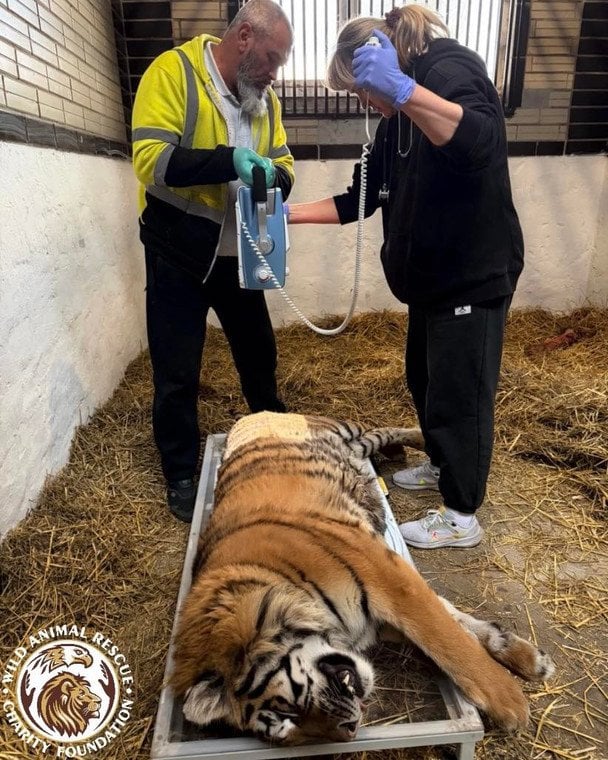 Тигрицю довели до інвалідності: зооволонтери намагаються врятувати життя тварині
