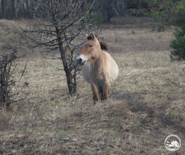 Виснажені, але живі: як коні Пржевальського перезимували у Чорнобильській зоні (фото) Виснажені, але живі: як коні Пржевальського перезимували у Чорнобильській зоні (фото)