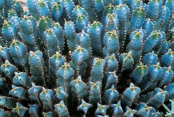 Найгостріша рослина у світі: чому навіть перець чилі здається "дитячим" на її тлі Найгостріша рослина у світі: чому навіть перець чилі здається "дитячим" на її тлі