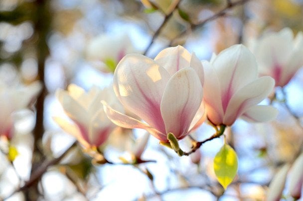 До Києва нарешті йде потепління, але є один нюанс: синоптики попередили, чого чекати від погоди