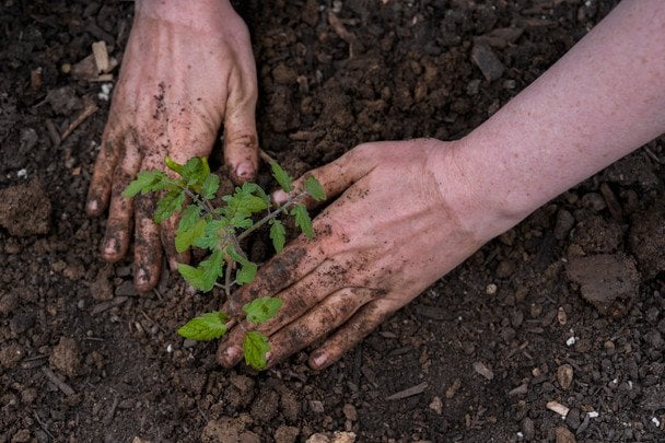 Що додати в лунки під час садіння перцю й томатів, щоб розсада швидко прижилася і дала щедрий урожай