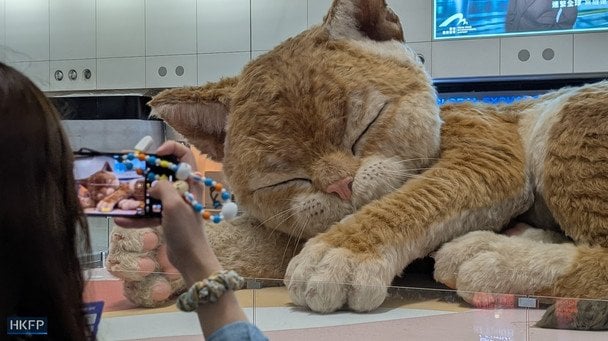 Гігантський муркотливий кіт з’явився в аеропорту Гонконгу: який вигляд має (фото, відео)