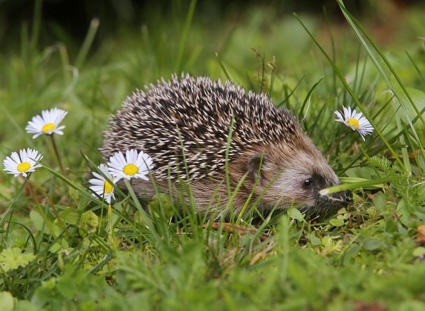 В одній з країн закликають заборонити косити траву — чого бояться