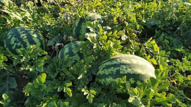 Чим підживити дині й кавуни після сходження, щоб виросли великими й солодкими