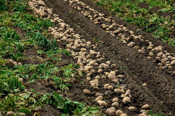 Які сорти картоплі не варто садити на своєму городі: бульби ростуть дрібними та несмачними