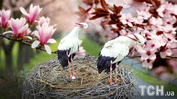 Гніздо, за яким стежить вся Україна: у лелек Грицика й Одарки з’явилося нове яйце (відео)