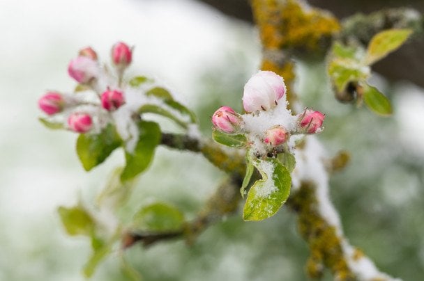 Коли в Україні припиняться заморозки: синоптикиня назвала дати потепління