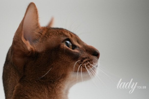 Коти «місять» вас лапами не просто так: ветеринар пояснила, що це означає Коти «місять» вас лапами не просто так: ветеринар пояснила, що це означає