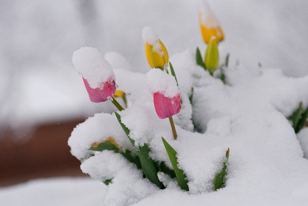 Україну посеред квітня накривають потужні снігопади, на заході вдарило -10 морозу Україну посеред квітня накривають потужні снігопади, на заході вдарило -10 морозу