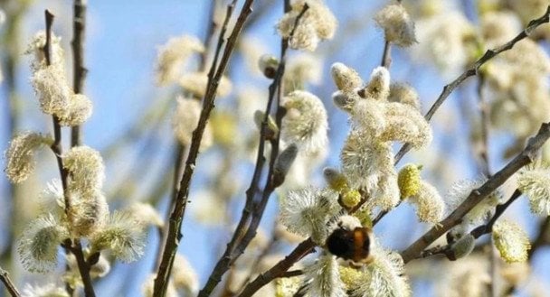 Що не можна робити в Лазареву суботу: народні традиції та вірування