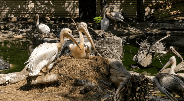 Рожеві пелікани в Одесі похизувалися поповненням: чому пташеня сіре (відео)