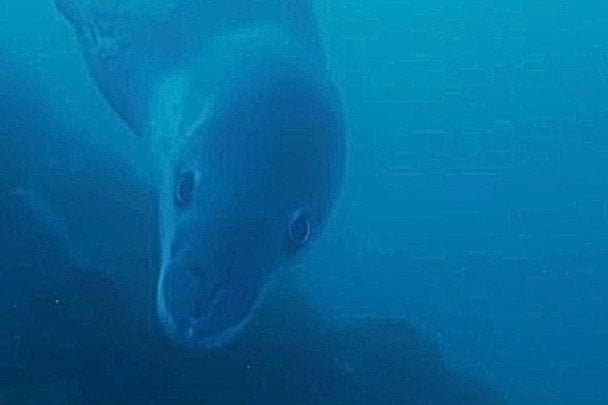 4-метровий морський леопард підійшов до українських полярників: рідкісні кадри з Антарктики